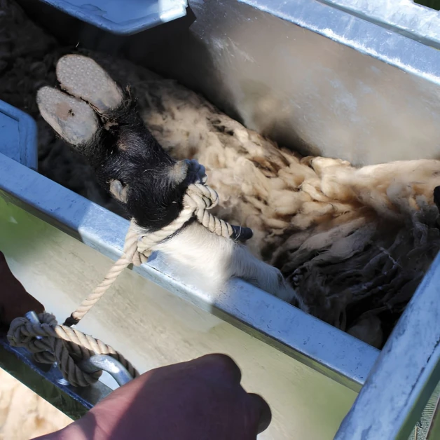 Cage de retournement pour moutons IAE Kwik