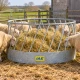Râtelier circulaire pour moutons IAE