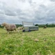 Nourrisseur double face pour agneaux IAE