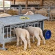 Nourrisseur double face pour agneaux IAE