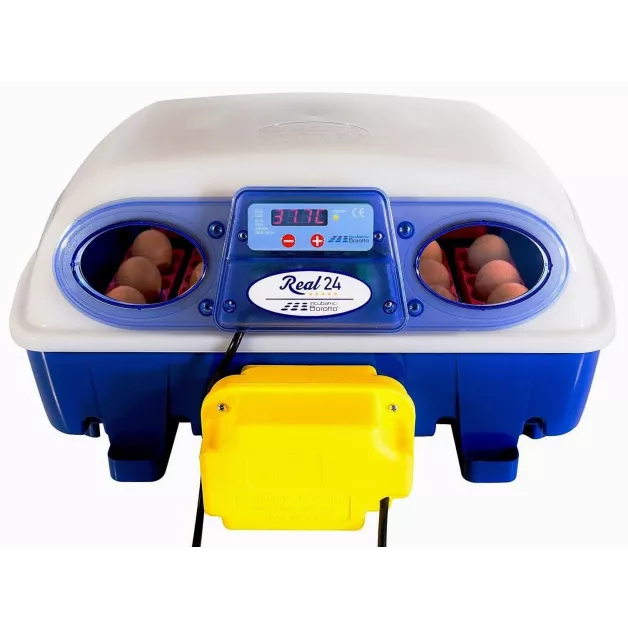 Automatic digital incubator with a maximum capacity of 12 eggs of different sizes. Automatic digital incubator with a maximum capacity of 12 eggs of different sizes.