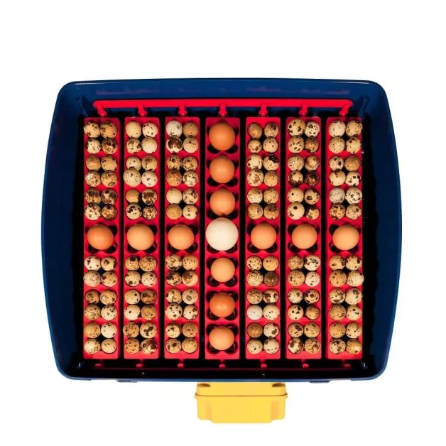 Automatic digital incubator with a maximum capacity of 12 eggs of different sizes. Automatic digital incubator with a maximum capacity of 12 eggs of different sizes.