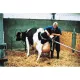Calving pens for dairy and beef cattle
