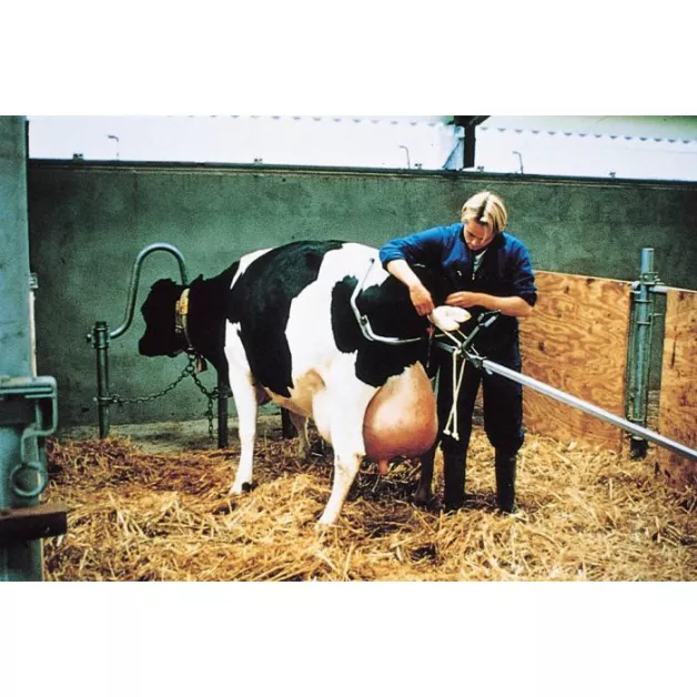 Vêleuses pour bovins laitiers et viandeux