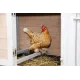 Bonny Chicken Coop by Kerbl