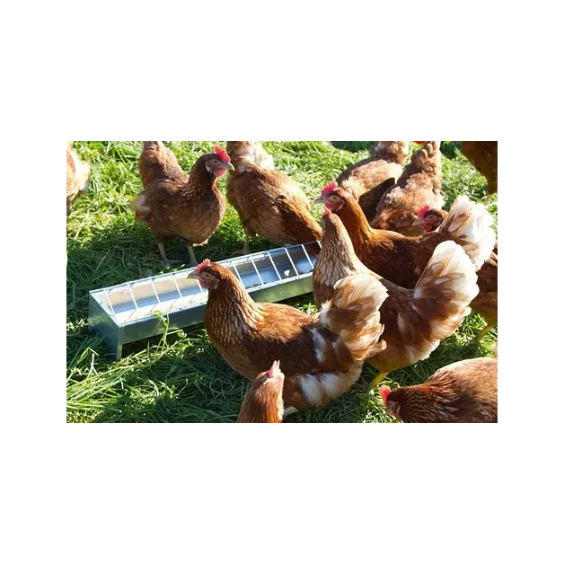 Galvanized steel feeders to feed your chickens