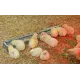 Galvanized steel feeders to feed your chickens