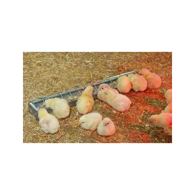 Galvanized steel feeders to feed your chickens