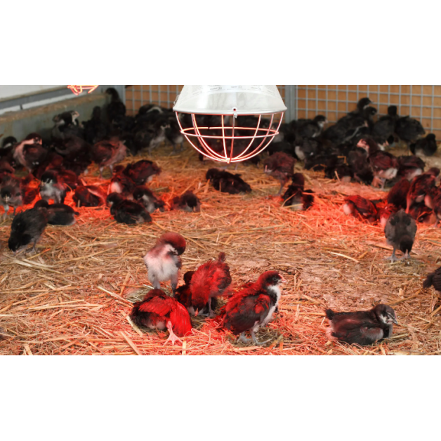 Protection lampe infra rouge avec câble de 5m Protection lampe infra rouge avec câble de 5m