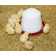 Siphon drinker for poultry in PVC to be placed on the ground