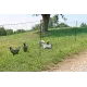 Electric poultry netting double spikes Kerbl