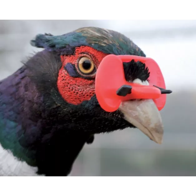 Bril met anti-pikpen Chik’a.