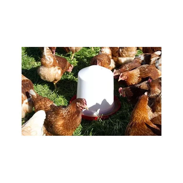 Siphon drinker for poultry in PVC to be placed on the ground