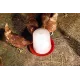 Siphon drinker for poultry in PVC to be placed on the ground