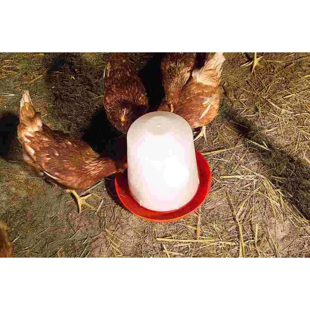 Siphon drinker for poultry in PVC to be placed on the ground