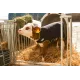 Manteaux pour veaux