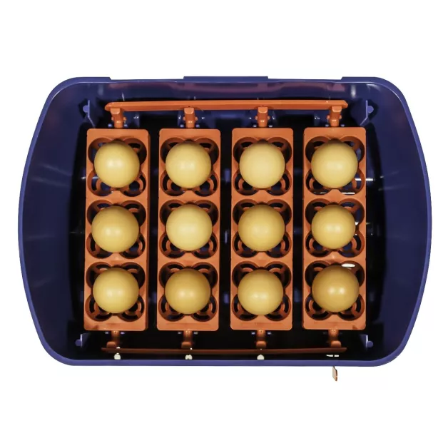 Automatic digital incubator with a maximum capacity of 12 eggs of different sizes. Automatic digital incubator with a maximum capacity of 12 eggs of different sizes.