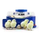 Automatic digital incubator with a maximum capacity of 12 eggs of different sizes.