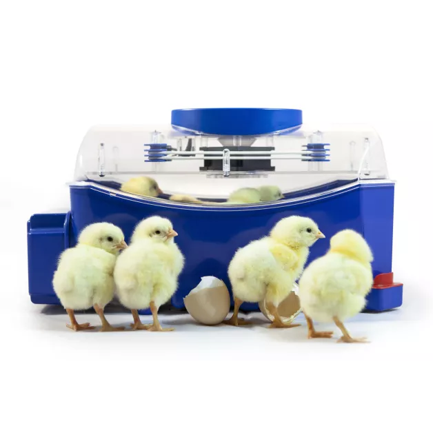 Automatic digital incubator with a maximum capacity of 12 eggs of different sizes. Automatic digital incubator with a maximum capacity of 12 eggs of different sizes.