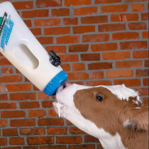 Kalverflessen Kalverflessen