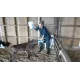 Calf Drencher, feeding tube