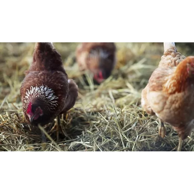 Versele-Laga hooi 2,5 kg