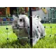 Electric netting for rabbits and other rodents in 12 or 25 meters