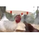 Nipple drinker for poultry (4 pieces)