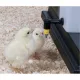 Drinking trough with a pipette for chicks