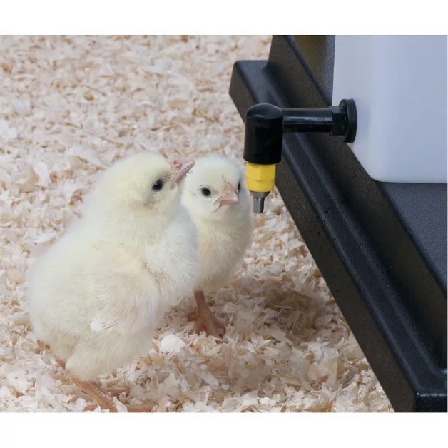 Drinkbak met pijpje voor kuikens