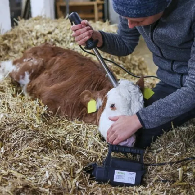 Elektrische hoornverwijderaars voor runderen en geiten. Elektrische hoornverwijderaars voor runderen en geiten.