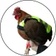 Chicken vest and harness