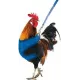 Chicken vest and harness