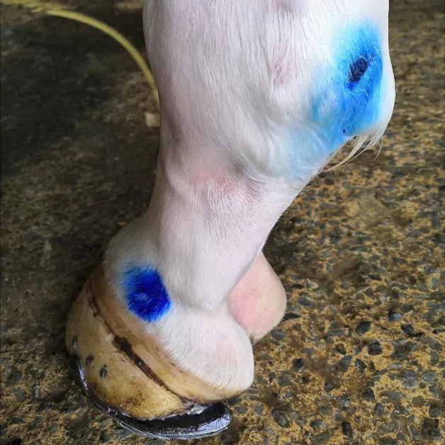 Desinfecterende en helende aluminium spray 200ml en Repiderma 250ml Desinfecterende en helende aluminium spray 200ml en Repiderma 250ml