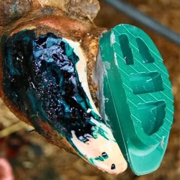 Démotec adhesive and sole kit for bovine hoof care