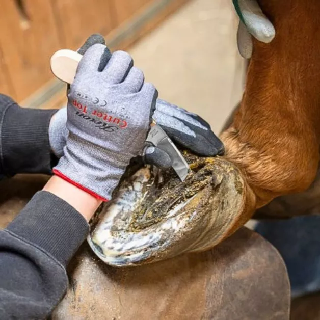 Rénettes Aesculap pour soins des pieds d'animaux d'élevage Rénettes Aesculap pour soins des pieds d'animaux d'élevage