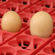 Incubators 12, 24 and 49 automatic egg River