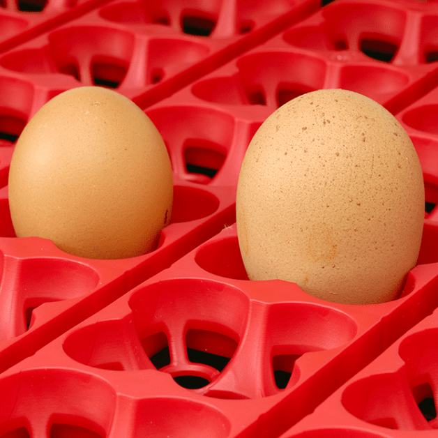 Broedmachines voor 12, 24 en 49 eieren automatisch River