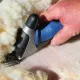 Heiniger sheep shearing clippers