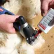 Heiniger sheep shearing clippers