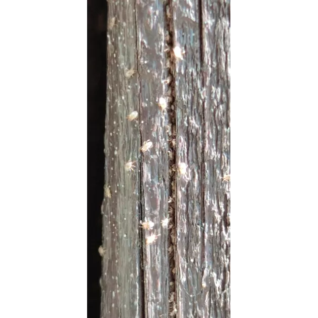 Androlis, lutte biologique contre les poux rouges