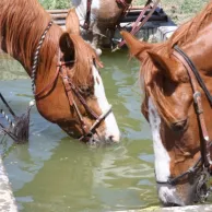 Waar moet je op letten bij het kiezen van je drinkbak? Waar moet je op letten bij het kiezen van je drinkbak?