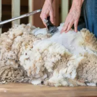 Hoe kies je de juiste tondeuse voor je dieren in België en Frankrijk? Hoe kies je de juiste tondeuse voor je dieren in België en Frankrijk?