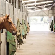 Welk materiaal heb je nodig om je stal goed te onderhouden? Welk materiaal heb je nodig om je stal goed te onderhouden?