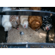 Igloo-ecodesign chicken coop on legs made of imperishable recycled plastic
