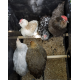 Igloo-ecodesign chicken coop on legs made of imperishable recycled plastic