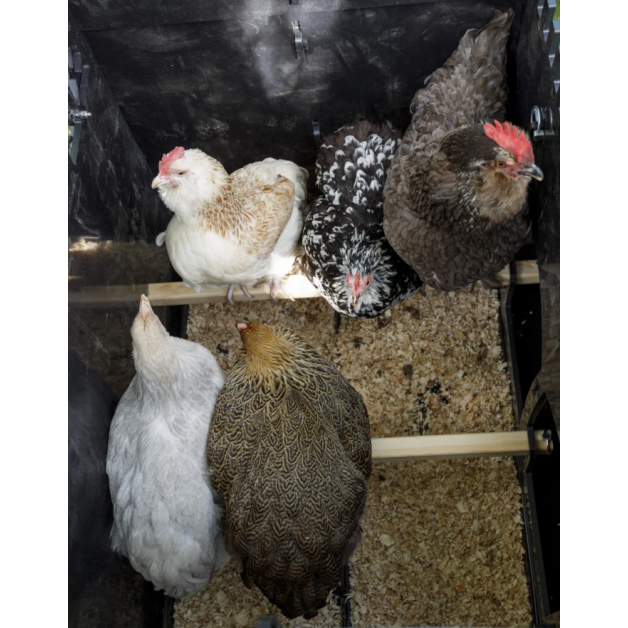 Kippenhok iglo-ecodesign op poten van onverwoestbaar gerecycled plastic