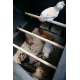 Igloo-ecodesign chicken coop on legs made of imperishable recycled plastic