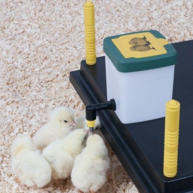 Drinking trough with a pipette for chicks