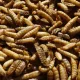 Complementary food made from dried larvae Crispy Worms